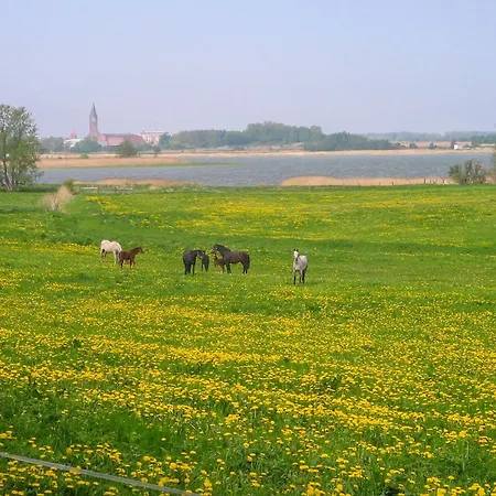 Bohne Rubitz